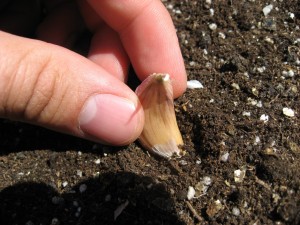 cesnaku auginimas
