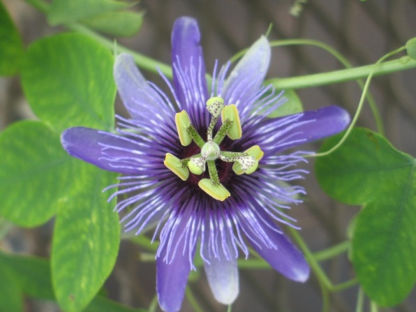 passiflora-ziedas