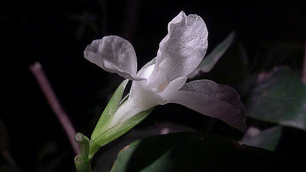 Maranta Marantaceae