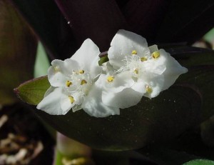 Tradescantia-spathacea-ziedas