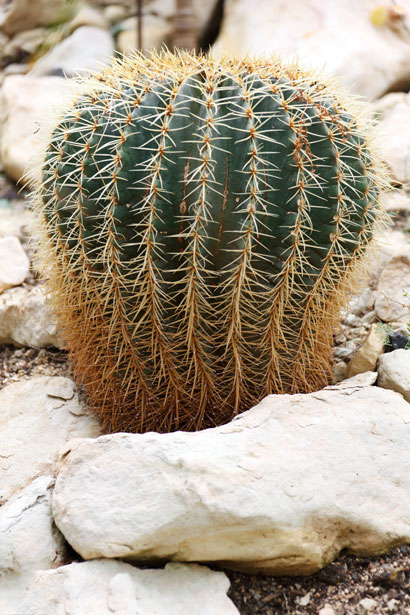 augantis kaktusas akmenys