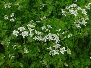 Coriandrum sativum