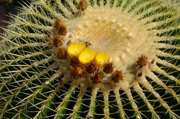 zydintis kaktusas