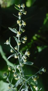 Artemisia-absenthum-pelynas