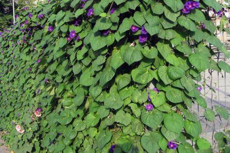zeldiniai-tvora-Ipomoea purpurea
