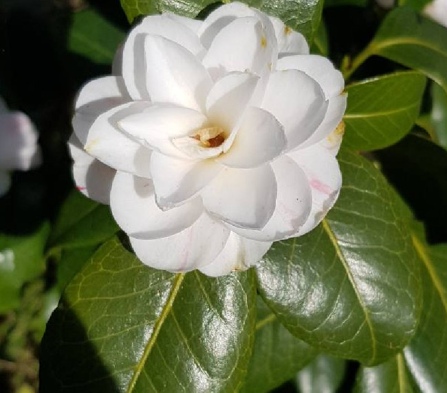 Camellia sasanqua - baltas žiedas